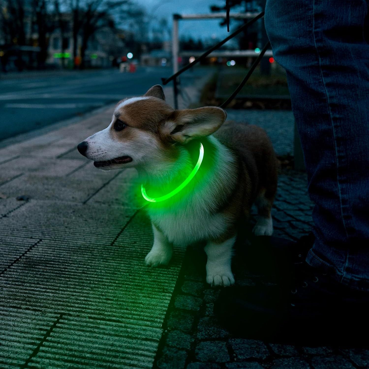 Rechargeable LED Dog Collar