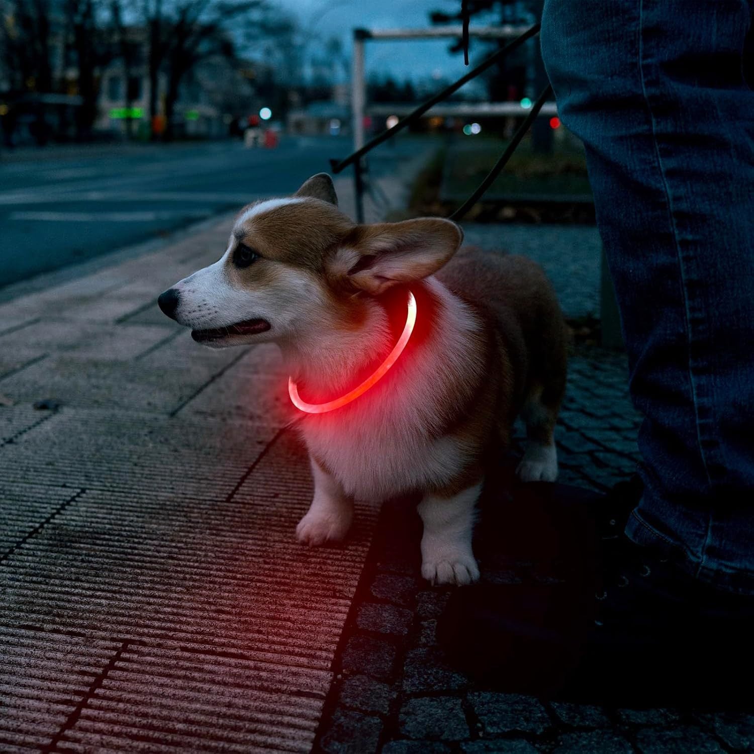 Rechargeable LED Dog Collar