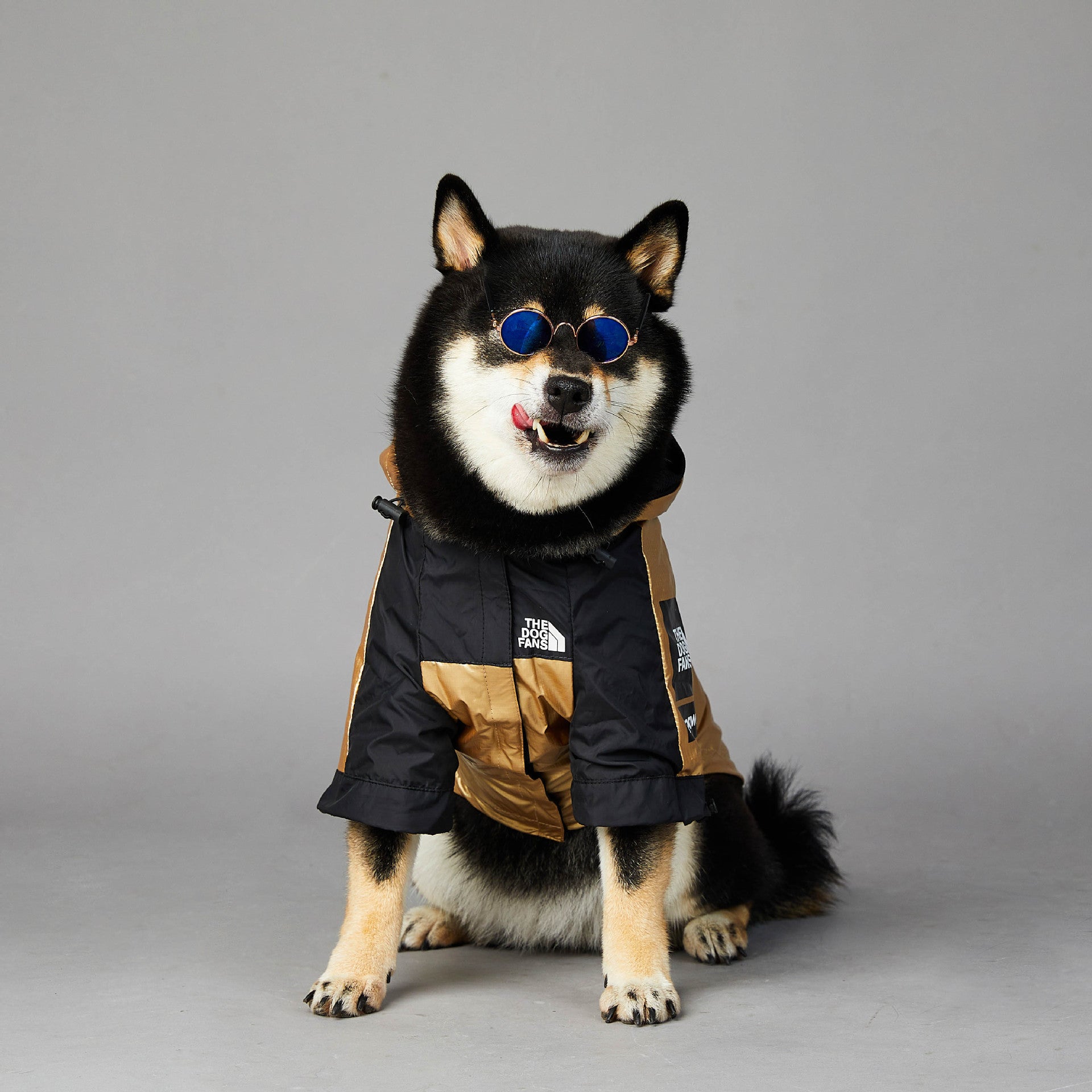 Gold Shell Dog Jacket