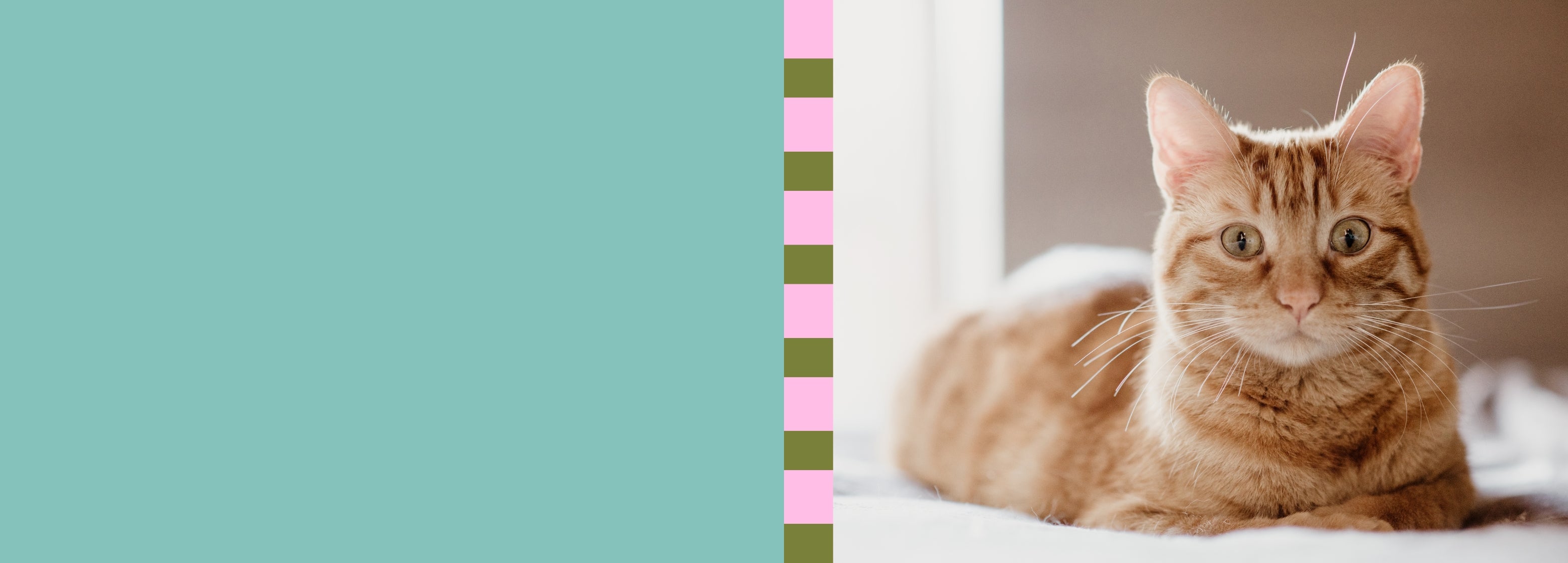 slider image slider_item_z3EUBQ